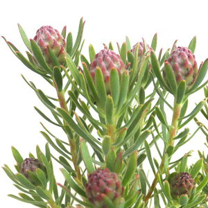 Ԗ ؂̕c/[JfhFXgx[tFA6A