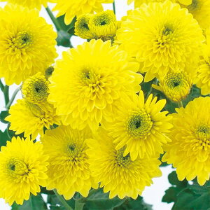 Ԃ̕c/oGb^}iԕtecjFfB3.5|bg