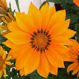 Ԃ̕c/KUjAFLX@IW3-3.5|bgiΗtɃIWԁj 2Zbg