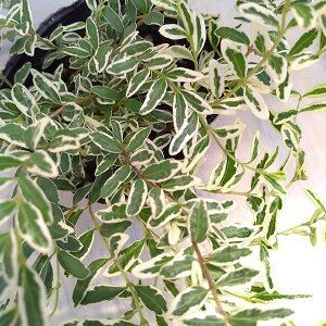 Ԃ̕c/jZFzCg}WbN3|bg