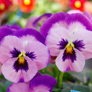 Ԃ̕c/RNVrIFƂ3.5|bg 12Zbg