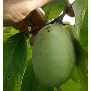 ʎ̕c/||[FTXPniiږؕcj5-6|bg