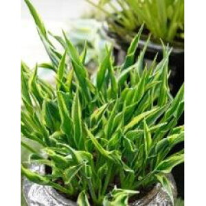 Ԃ̕c/M{EVFnYAbv3.5|bg