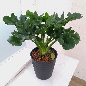 �ϗt�A��/�t�B���f���h�����F�Z���[���E�X�[�p�[�A�g�� 5�����A��