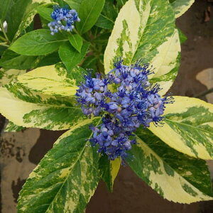 Ԗ ؂̕c/AWTCifBNAjFR@VR3.5|bg