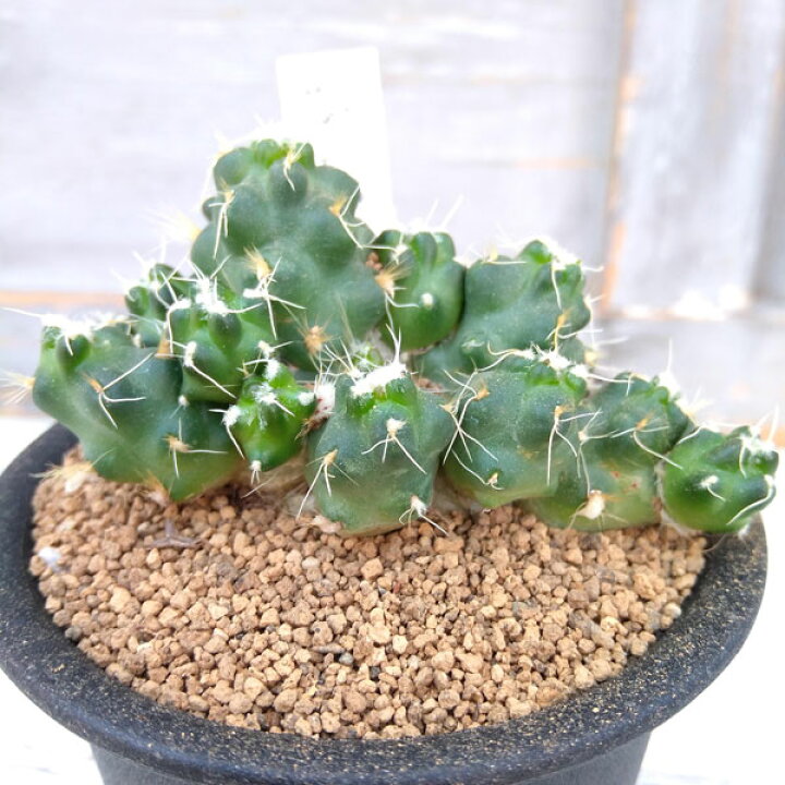 楽天市場 観葉植物 レアサボテン マイフェニオプシス サブテラネア 3号鉢植え 園芸ネット プラス 楽天市場 観葉植物 レアサボテン マイフェニオプシス サブテラネア 3号鉢植え 園芸ネット プラス