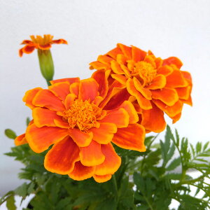 Ԃ̕c/}[S[h FfS@t[3.5|bg 2Zbg