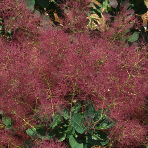 Ԗ ؂̕c/X[Nc[Fr[n[g3|bg