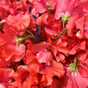 Ԃ̕c/XC[gs[FXJ[bgiNo.2j3|bg