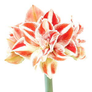 ����/�A�}�����X�F�}�W�b�N�A�}�����X�E�A�}���� �u���C�g�j���t�i���ԁE���d�j