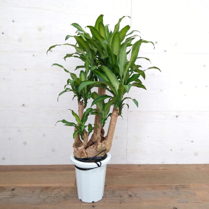 楽天市場 観葉植物 わけあり特価 ドラセナ マッサンゲアナ ブランチ 8号鉢植え A 3 園芸ネット プラス 楽天市場 観葉植物 わけあり特価 ドラセナ マッサンゲアナ ブランチ 8号鉢植え A 3 園芸ネット プラス