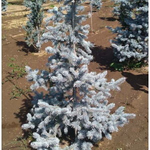 Ԗ ؂̕c/sZAvQXivQXgEqjFgZ7|bg