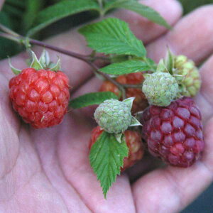 ʎ̕c/Yx[igQȂjFOC4`5|bg