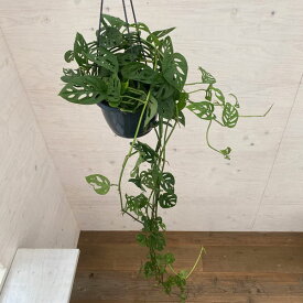 観葉植物/モンステラ　spp．（小葉のマドカズラ）7号吊り鉢