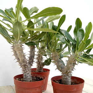 ϗtA/i킯jpL|fBEFfVt[ij 3.5d|bg