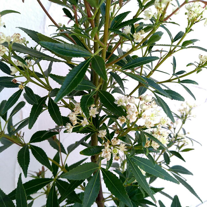 楽天市場 花木 庭木の苗 クリスマスブッシュ3 5号ポット 園芸ネット プラス