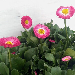 Ԃ̕c/f[W[FA[[||lbg[Y3-3.5|bg