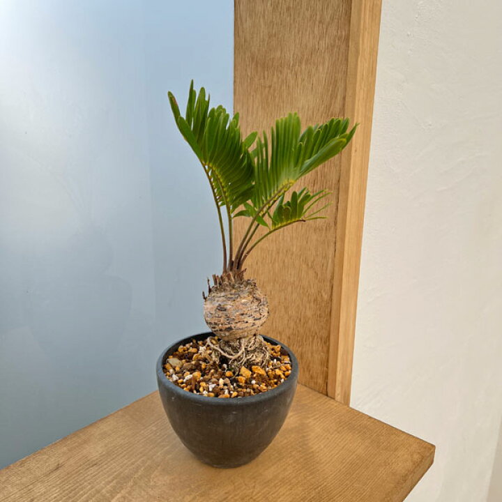 楽天市場 観葉植物 ザミア フロリダ ナ 3号ロング 園芸ネット プラス