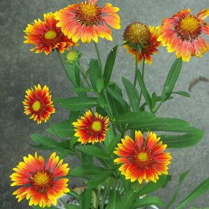 Ԃ̕c/KCfBAiVlej3|bg 6Zbg