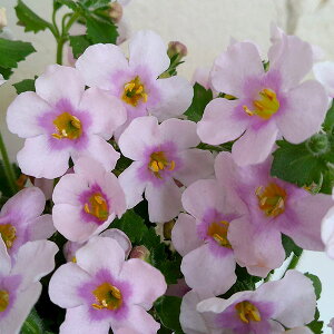 Ԃ̕c/oRpFJv\W{ sN3.5|bg