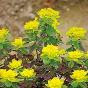 Ԃ̕c/[tHrAF{t@C[3.5|bg