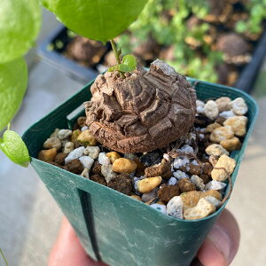 ϗtA/fBIXRAiTbjFGt@eByX@2.5