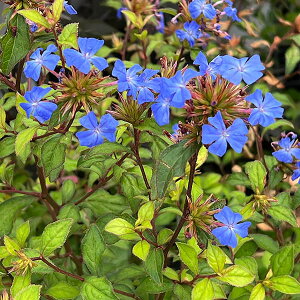 Ԃ̕c/i킯ju[^}c 3.5|bg