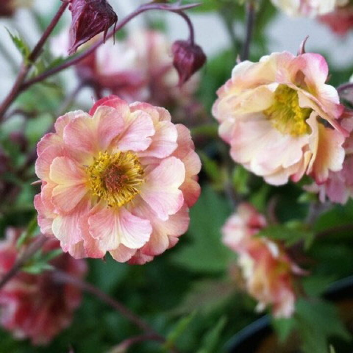 楽天市場 ゲウム 西洋ダイコンソウ プリティーコートピーチ6号鉢植え 園芸ネット プラス