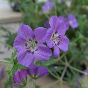 Ԃ̕c/QjEFubNTCh3.5|bg[5`8Jԁ@ԂŃRpNgȊ@Aɂh]