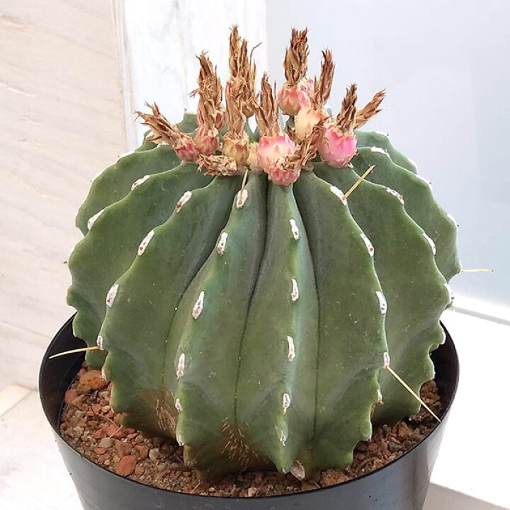 楽天市場 観葉植物 サボテン 王冠竜 5号 園芸ネット プラス