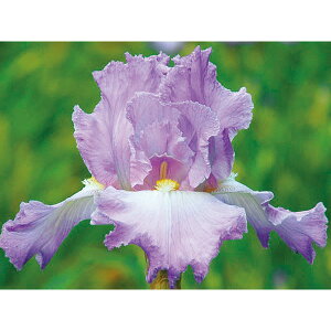 Ԃ̕c/W[}ACXFzzG~3.5|bg