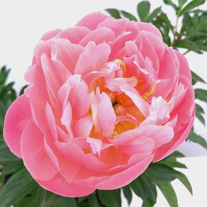 Ԃ̕c/VNNi䉖jFsN nCA R[3.5|bg