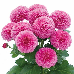 Ԃ̕c/oGb^}iԕtecjF{3.5|bg