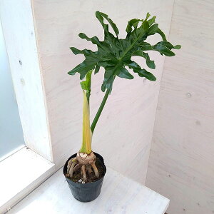 フィロデンドロン セロームの人気商品 通販 価格比較 価格 Com フィロデンドロン セロームの人気商品 通販 価格比較 価格 Com