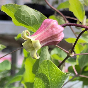 N}`X̕c/N}`XFLc{i˚j4O|bgiBIinj