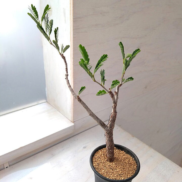 楽天市場】観葉植物/センナ：メリディオナリス 2.5号22-01 : 園芸 