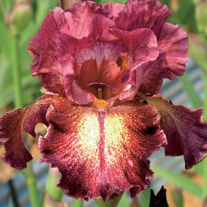 Ԃ̕c/W[}ACXFJ[^[g3.5|bg