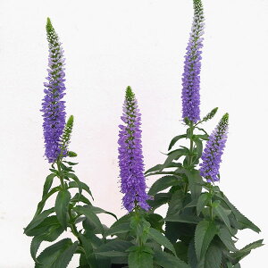ベロニカ 花 苗の人気商品 通販 価格比較 価格 Com ベロニカ 花 苗の人気商品 通販 価格比較 価格 Com