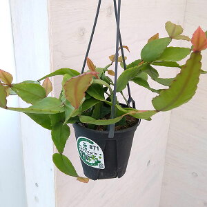 ϗtA/vTXFGveBJ@4݂蔫