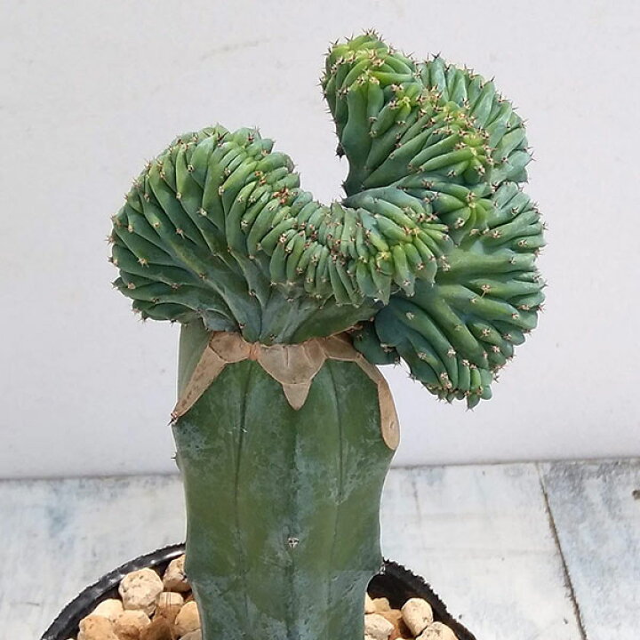 楽天市場 観葉植物 ミルティロカクタス サボテン 竜神木綴化 りゅうじんぼく てっか 3 5号鉢植え 園芸ネット プラス