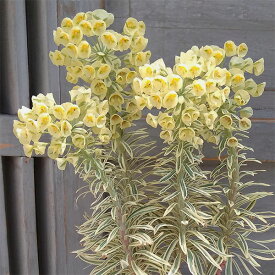 草花の苗/ユーフォルビア：タスマニアンタイガー5号鉢植え