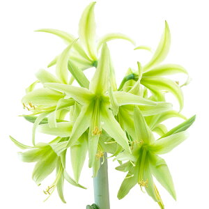 ����/�A�}�����X�F�}�W�b�N�A�}�����X�E�A�}���� �G�o�[�O���[���i�X�p�C�_�[�^�C�v�j