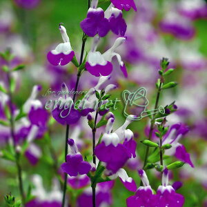 Ԃ̕c/TrAFAWXgbvX3|bg