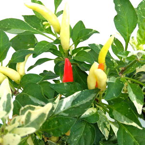 Ԃ̕c/gEKVFE`EN[bh2.5-3.5|bg 6Zbg