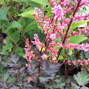 Ԃ̕c/AX`xFftg[X3.5|bg