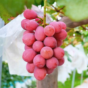 ʎ̕c/uhEFNC[j[i}ؕc4`5|bg