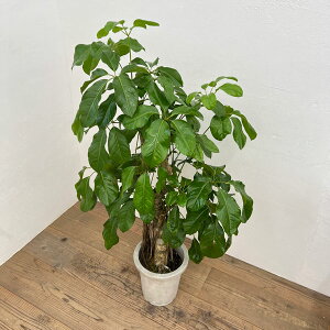 ϗtA/obTCAiVFtEANeBmtBj8A