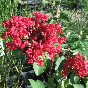 Ԗ ؂̕c/TXxFy`[gbhCvbV3|bg