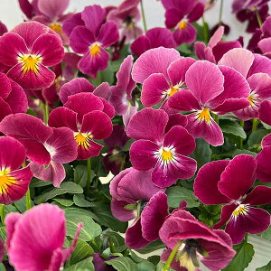 Ԃ̕c/rIFrr@XC[g[Y3-3.5|bg 12Zbg