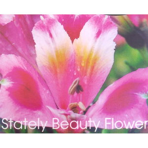 Ԃ̕c/AXgAFsNXv[3.5|bg